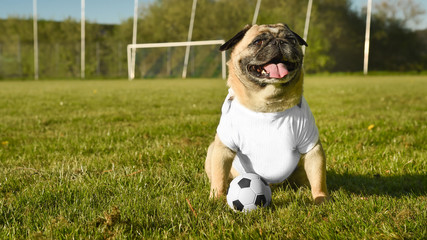 A small dog of the breed pug sits on a soccer field. He wears a white T-shirt, which can be used as...