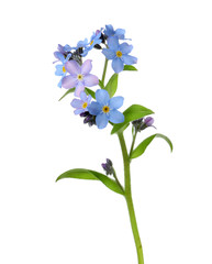 Amazing spring forget-me-not flowers on white background