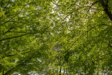 Obraz premium Hyde park trees