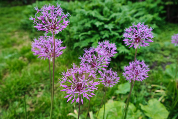 beautiful flowers blossoming in the park
