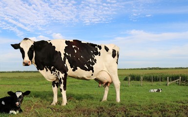 Holstein cow standing over newborn calf in the field while his twin is laying in behind