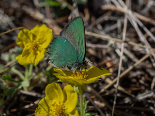 зеленая бабочка на желтом цветке макро