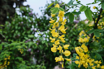 beautiful flowers blossoming in the park