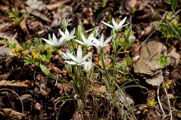  Spring flowers blooming in nature
