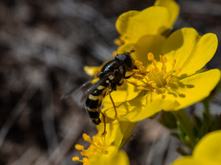 муха журчалка опыляет желтый цветок