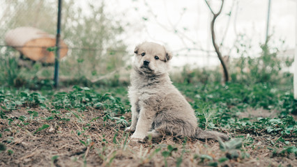 Little dog is sitting on the grass.