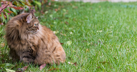Naklejka na ściany i meble Siberian breed of cat resting in a garden, purebred pet of livestock on the grass green