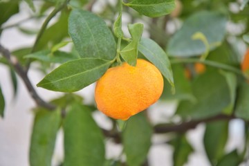 Juicy orange organic mandarin with raindrops on the mandarin tree with green leaves and blurred...