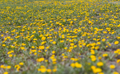  field of dandelions. yellow spring flowers