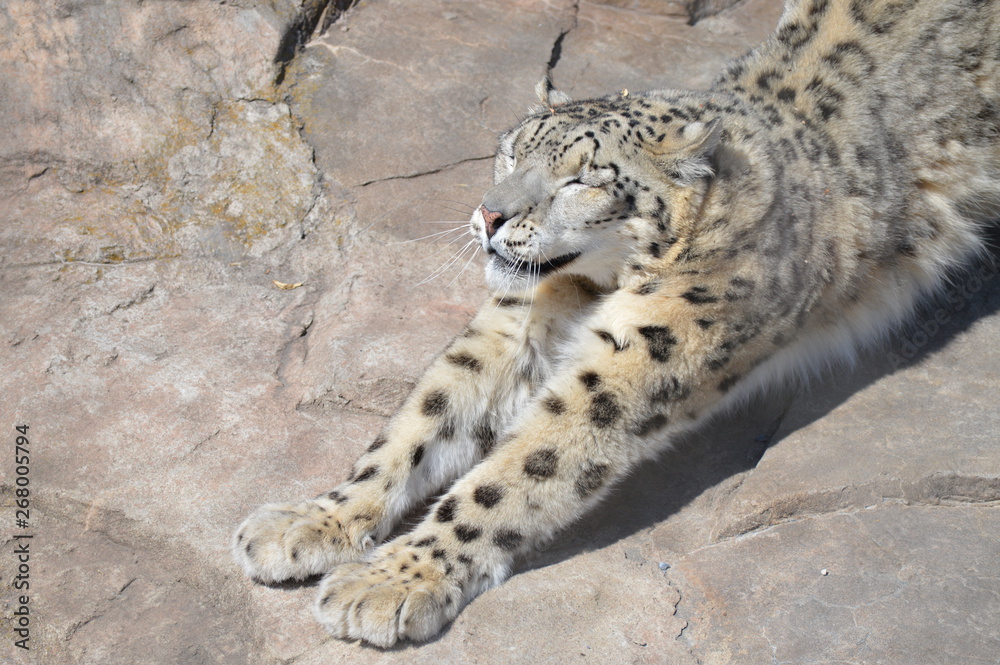 Sticker Snow leopard on a rock