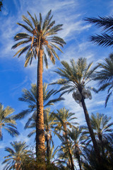 Obraz premium Date palm trees against blue sky with white clouds