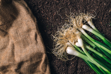 Spring onion or scallion on garden ground, top view