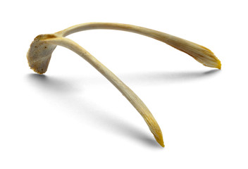 Wish Bone Side View