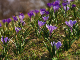 Crocuses in a sunny meadow. Spring background.