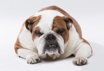 Fototapeta premium Studio portrait of an angry English Bulldog dog against neutral background
