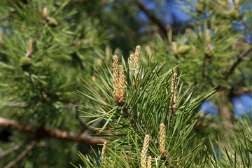 Green pine branch in the coniferous forest