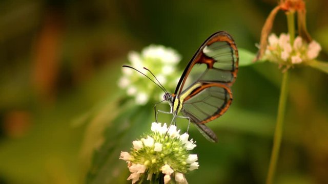 Glasswing Epityches eupompe butterfly inserting its probe into small white flowers to drink nectar