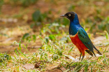 Superb starling Lamprotornis superbus Spreo superbus iridescent colourful bird Samburu National Reserve Kenya East Africa side view copy space