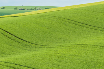 Colorful landscape of fields of green grain on the folded hills 