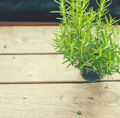 fresh herbs rosemary