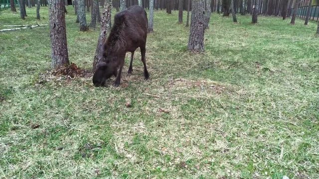 Elk feeds in the forest. The elk is located in the protected area of the Berezinsky reserve.