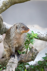 banded mongoose