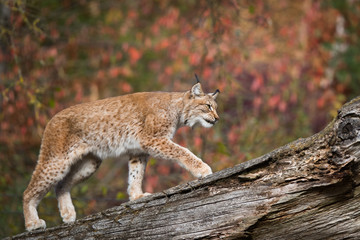 Lynx