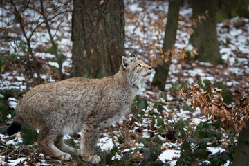 Lynx