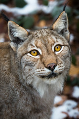 Lynx