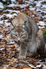 Obraz premium Lynx