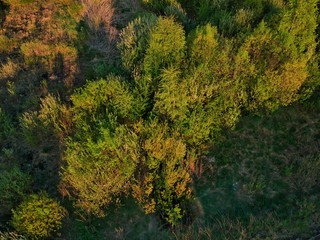 forest in autumn in Minsk Region of Belarus