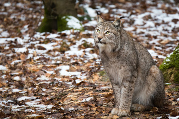 Lynx