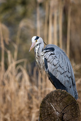 grey heron