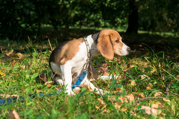 Naklejka na ściany i meble A thoughtful Beagle puppy with a blue leash on a walk in a city park. Portrait of a nice puppy.Eastern Europe