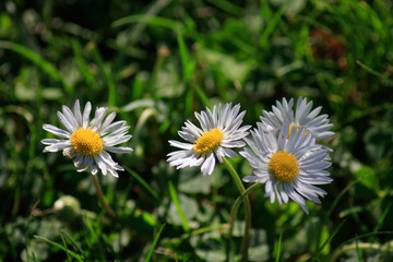 Obraz premium daisies in a field bathed by sun