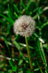 taraxacum erythrospremum in the spring