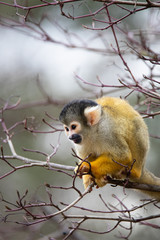 Obraz premium black-capped squirrel monkey