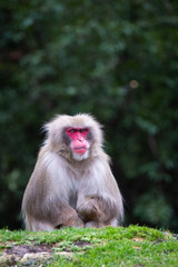 Japanese macaque