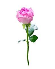 Obraz premium Pink rose on stem on a white. Isolated.