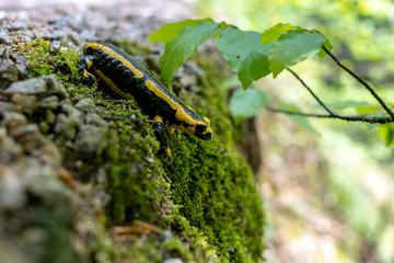 Feuersalamander Seitenansicht auf Steinen mit Blättern unscharfer Hintergrund