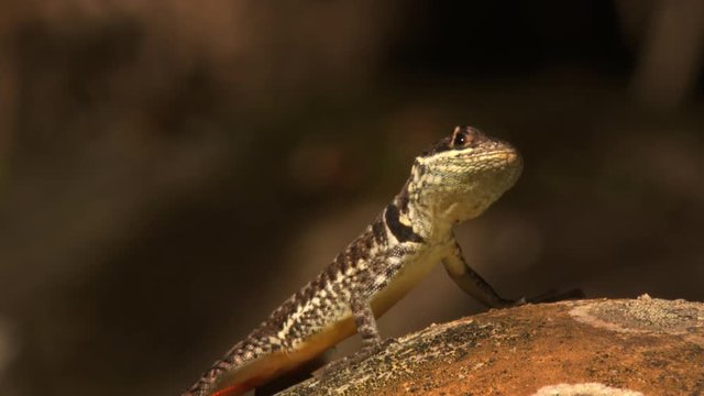 Closeup profile of an Amazon lava lizard / Tropidurus torquatus a neotropical ground lizard with sun shining on its scaley skin and orange underside visible