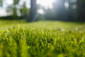 Green grass summer spring background. Beautiful forest background. Bokeh effect. close-up freshness...