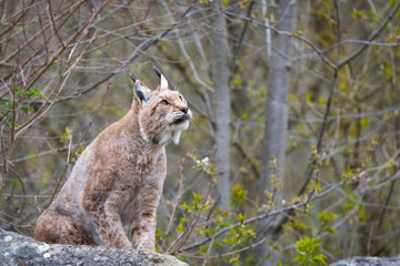 Obraz premium Lynx on a rock