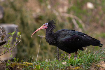 Northern bald ibis
