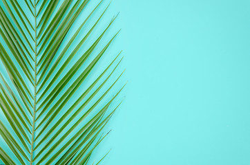 Tropical palm leaf on pastel blue background. Minimal summer concept. Creative flat lay with copy space. Top view green leaf on punchy pastel paper
