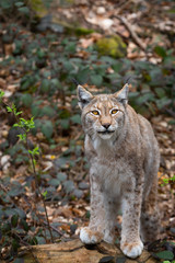 Lynx