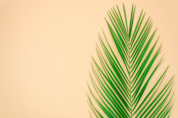 Tropical palm leaf on pastel beige background. Minimal summer concept. Creative flat lay with copy space. Top view green leaf on punchy pastel paper