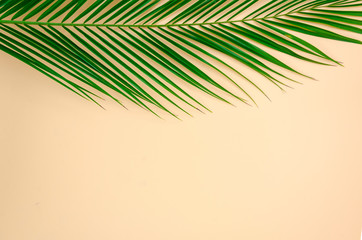 Obraz premium Mieszkanie leżało z miejsca na kopię tropikalnych liści palmowych na pastelowym beżowym tle. Koncepcja lato. Widok z góry zielony liść na mocnym pastelowym papierze