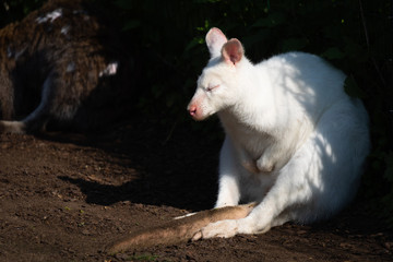 Red-necked wallaby © Cloudtail