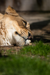 Lioness